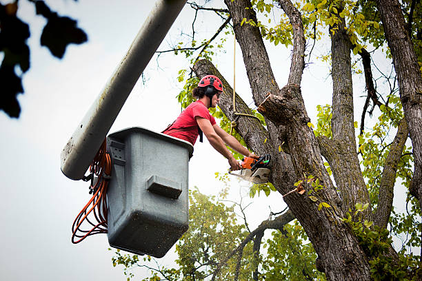 Best Tree Branch Trimming  in Fort Clark Springs, TX